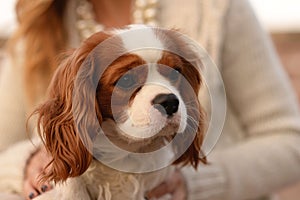 Cavalier King Charles Spaniel dog is sitting on a woman's lap