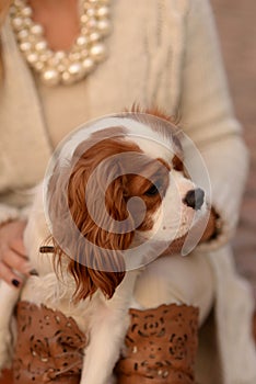 Cavalier King Charles Spaniel dog is sitting on a woman's lap and looking