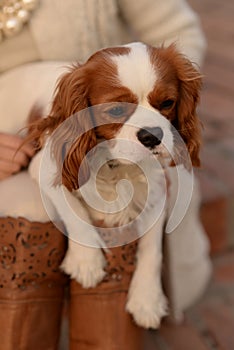 Cavalier King Charles Spaniel dog sitting in a woman's lap and looking at the side