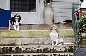 Cavalier King Charles Spaniel dogs on front porch stoop, Watkinsville, Georgia, USA