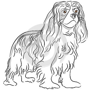 Cavalier King Charles Spaniel Drawing