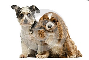 Cavalier King Charles Spaniel with a feather in its mouth and Cr