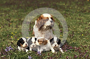 Cavalier King Charles Spaniel, Female with Pups sitting on Grass