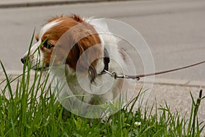 Cavalier King Charles Spaniel in front of the meadow