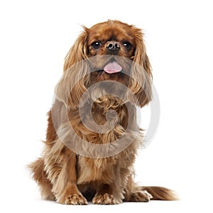 Cavalier King Charles Spaniel in front of a white