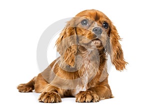 Cavalier King Charles Spaniel in front of a white