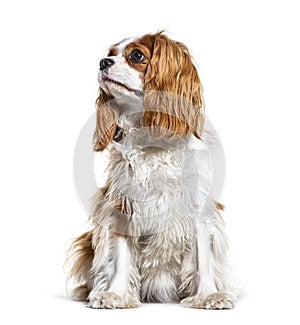 Cavalier King Charles Spaniel looking up, isolated