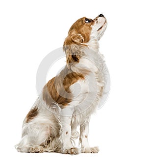 Cavalier King Charles Spaniel looking up, isolated