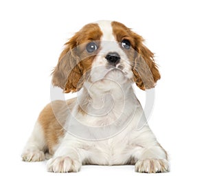 Cavalier King Charles Spaniel lying down, isolated