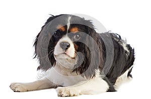 Cavalier King Charles spaniel lying and looking straight ahead