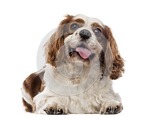 Cavalier King Charles Spaniel lying and panting