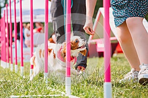 Cavalier King Charles Spaniel passes the obstacle course for agility competitions.