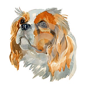 Cavalier King Charles Spaniel portrait