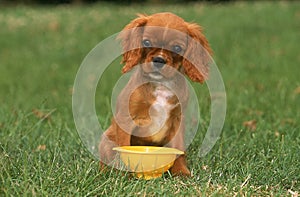 CAVALIER KING CHARLES SPANIEL, PUP PLAYING WITH A PLASTIC DISH DRAINER TOY