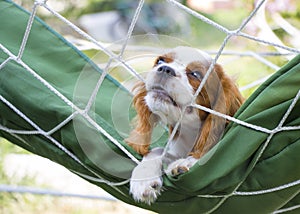 Cavalier King Charles Spaniel puppie tugging pulling on rope