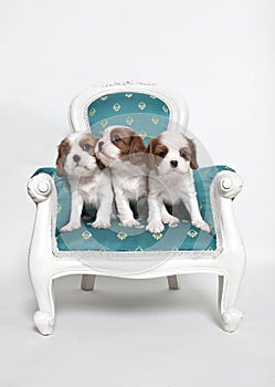 Cavalier King Charles Spaniel puppies