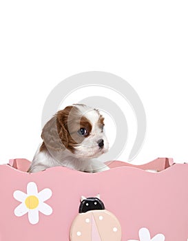 Cavalier King Charles Spaniel puppies