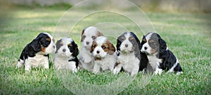 Cavalier king charles spaniel puppies photo