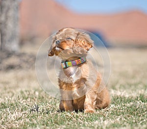 Cavalier King Charles Spaniel Puppy