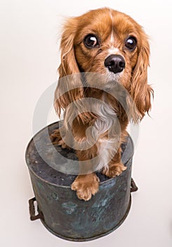 Cavalier King Charles Spaniel Puppy