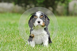 Cavalier king charles spaniel puppy