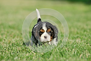 Cavalier king charles spaniel puppy