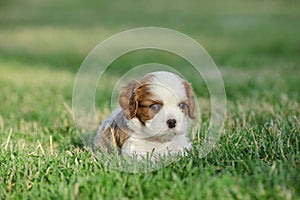 Cavalier king charles spaniel puppy