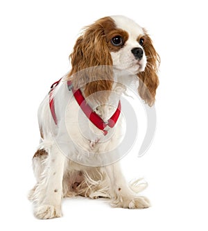 Cavalier King Charles Spaniel puppy (7 months old)