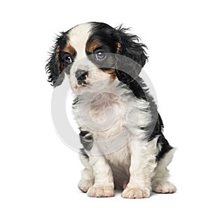 Cavalier King Charles Spaniel puppy (8 weeks old)