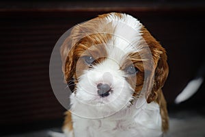 Cavalier King Charles spaniel puppy