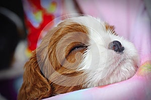 Cavalier King Charles spaniel puppy