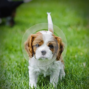 Cavalier King Charles spaniel puppy