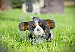 Cavalier King Charles spaniel puppy