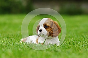 Cavalier King Charles spaniel puppy