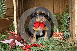 Cavalier King Charles Spaniel Puppy in Christmas Setting