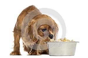 Cavalier King Charles Spaniel puppy eating from a bowl