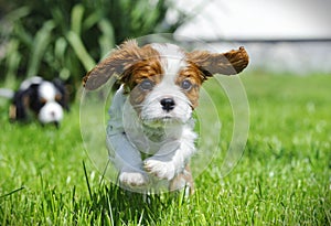 Cavalier King Charles spaniel puppy