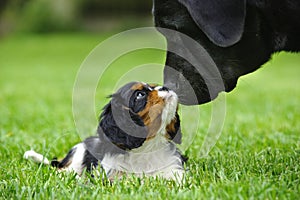 Cavalier King Charles spaniel puppy with lab