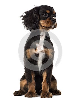 Cavalier King Charles Spaniel puppy looking away (4 months old)