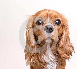 Cavalier King Charles Spaniel Puppy Portrait