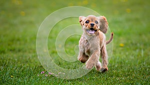 Cavalier king charles spaniel puppy