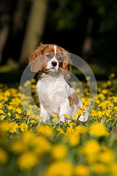 Cavalier King Charles spaniel puppy sittin