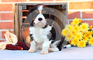 Cavalier King Charles Spaniel puppy sitting with Autumn decorations in front of brick wall