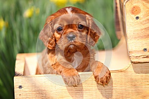 Cavalier King Charles Spaniel Puppy in Wooden Wagon