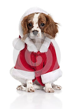 Cavalier King Charles Spaniel in Santa coat