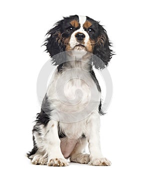 Cavalier King Charles Spaniel sitting ,