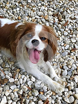 Cavalier King Charles Spaniel with Tongue Out