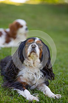 A Cavalier King Charles Spaniel tricolor dog outdoor