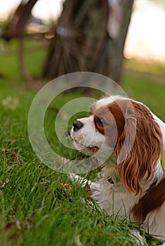 Cavalier King Charles Spaniel young dog is laying on the green grass on the sunny day