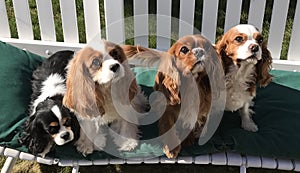 Cavalier King Charles Spaniels